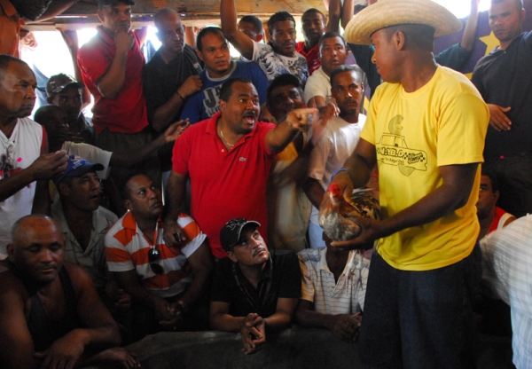 Jugadores con la adrenalina alta defienden sus apuestas en la gallera.