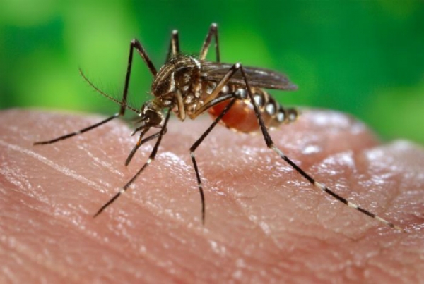 Mosquito que transmite la chikungunya.