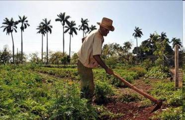Agricultor de Mogollón clama por solidaridad gobierno para no sucumbir