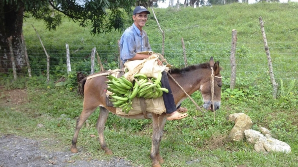 Pedro Then, campesion de la historia.