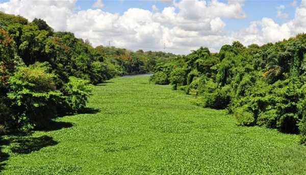 Políticas Sociales del Gobierno: Lilas de de Monte Plata podrian tener provecho comercial: