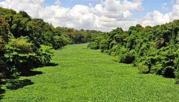 Políticas Sociales del Gobierno: Lilas de de Monte Plata podrian tener provecho comercial: 