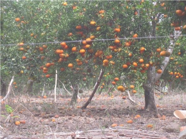 Plantación de mandarinas Hato Mayor
