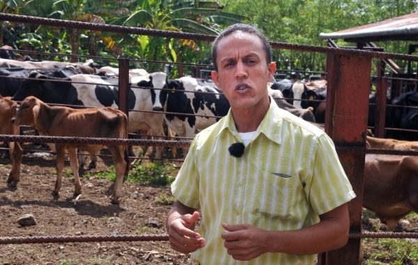 Ganaderos mejoran producción de leche en Cotuí