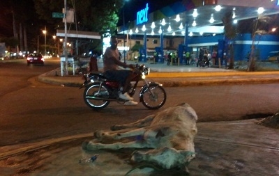 Muere caballo por maltrato de su propietario