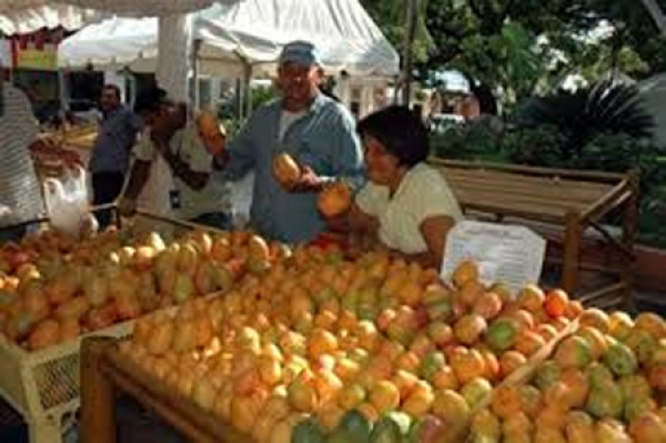 Productores de mango en Peravia