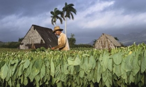 un productor de tabaco revisa su cosecha