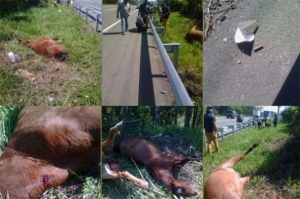 Investigan muerte a tiros de cuatro caballos en autopista Duarte: 