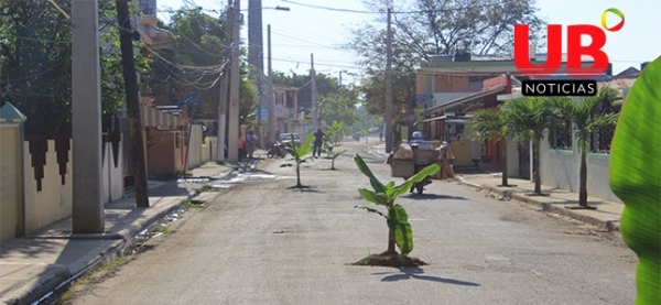 Moradores de Los Pomos siembran matas de platanos reclamando arreglo de calles