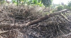 En la imagen se observan los daños causados por el derribo de los árboles en San Victor, Moca, provincia Espaillat