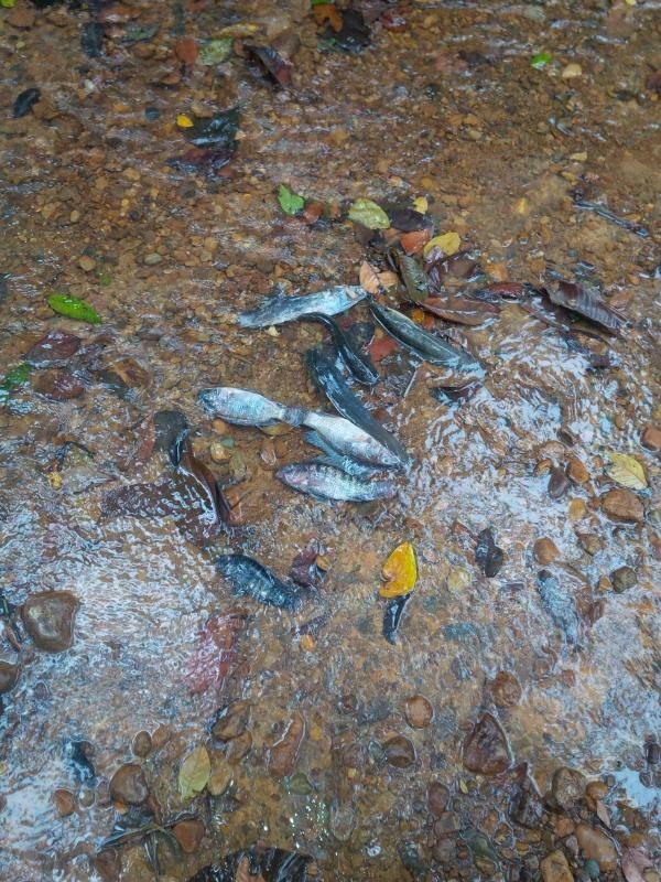 Cientos de peces muerto en el río Margajita