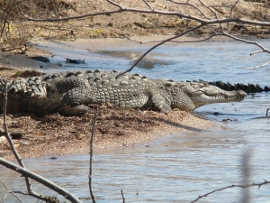 Especie de cocodrilo que habita en el Lago Enriquillo.