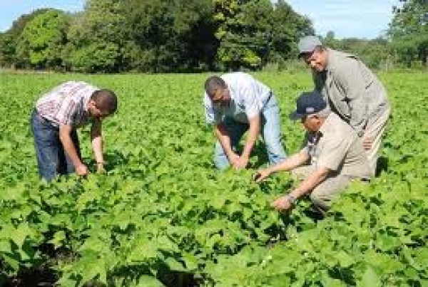 Agricultores advierten sobre posible pérdida de cosecha en valle: 