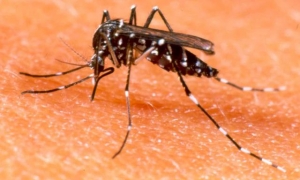Mosquito que transmit el dengue.