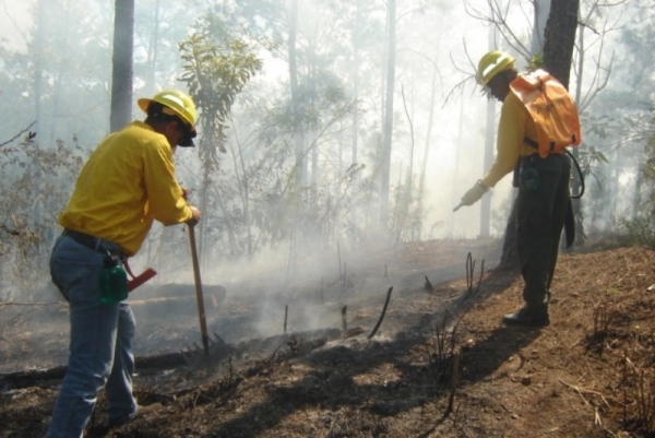Vista de las brigadas de Medio Ambiente tratando de sofocar el fuego forestal