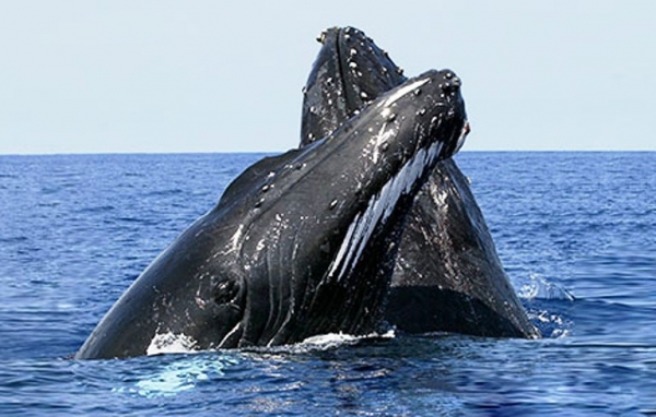 Avistamiento de ballenas jorobadas
