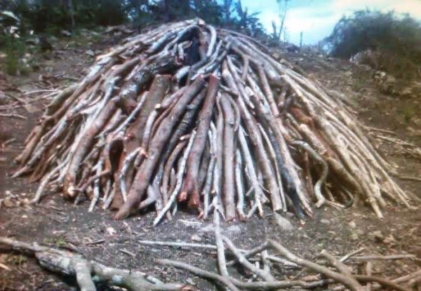 Deforestan montaña El Seibo para hacer conozco y quema de carbón