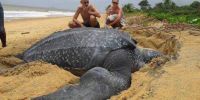 La majestuosa tortuga tinglar o laúd, la más grande del mundo, anida en las costas de República Dominicana, especialmente en playas del Parque Nacional Jaragua y otras zonas protegidas. En cada temporada, una hembra puede realizar entre 6 y 8 nidos, depositando hasta 100 huevos por vez. Foto: Grupo Jaragua.