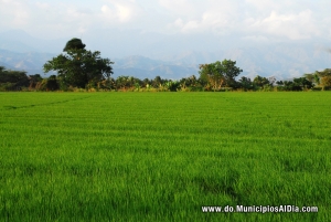 Siembra de arroz en San Juan de la Maguana, República Dominicana.