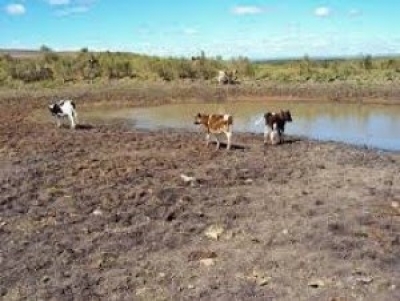 Sequía afecta ganadería en Monte Plata y linea noroeste
