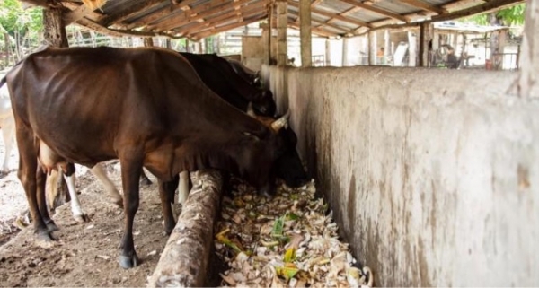 Ganaderos del Este sacrifican sus animales para que no mueran de sed por la sequía: 