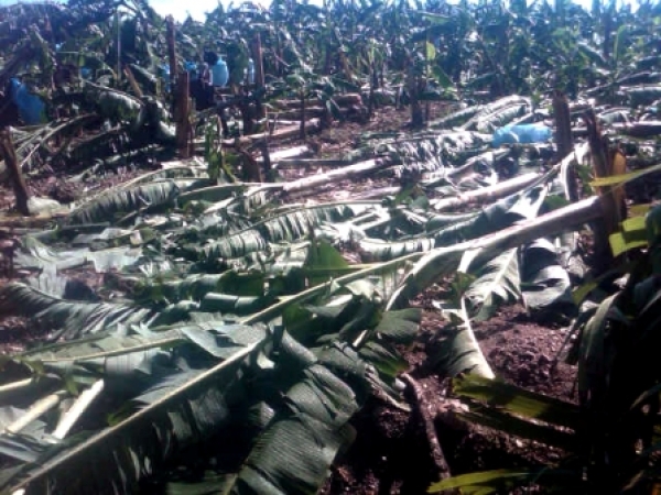 Agricultura promete ayudar a productores afectados por tornado en La Vega