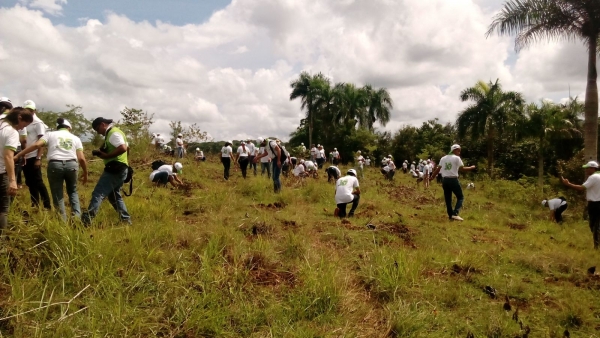 Medio Ambiente planta 7,000 árboles en distintos barrios de Barahona:  