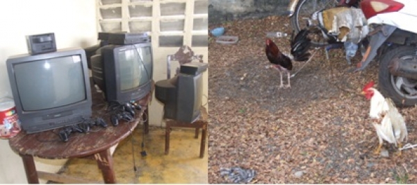 Apresan en Cotuí al “Avispón" y le ocupan cuatro gallos de pelea