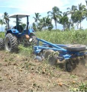 Destruyen cultivos hospederos de mosca blanca en el Valle San Juan