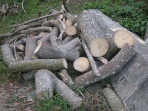 Denuncian corte masivo de arboles en lomas Villa Trina: 