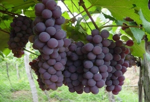 Neyba celebrará quinta versión feria de la uva: 