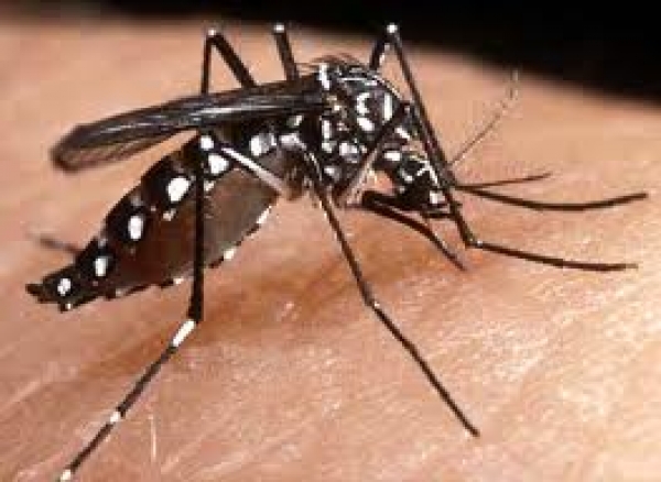 Mosquito aedes aegypti, transmisor del dengue.