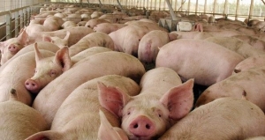 Sacrifican cerdos debido a catorce brotes de peste porcina: 