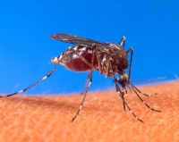 Puerto Rico en alerta ante epidemia chikungunya