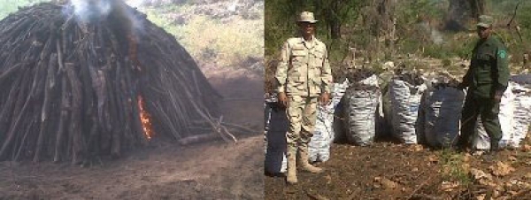 Montecristi y Dajabón: Se incautan hornos y carbón