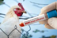 Brote de gripe aviar detectado en Brasil obliga a RD suspender las importaciones.
