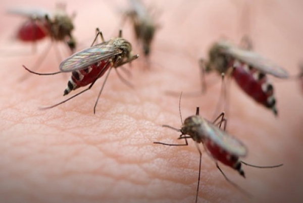 Alarma en el Ensanche Altagracia por fiebre chikungunya