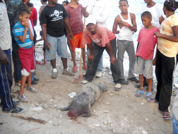 Una manatí muerta con golpes que presuntamente pueden haber sido de pescadores, fue encontrada en Barahona.