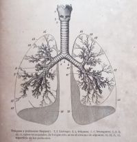Es el jardín botánico: pulmones de todos.