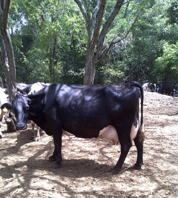 Una de las vacas que quedaron viuda de los cuatro toros descuartizados en una finca del municipio San Antonio de Guerra, propiedad del ingeniero Samuel Herrera.
