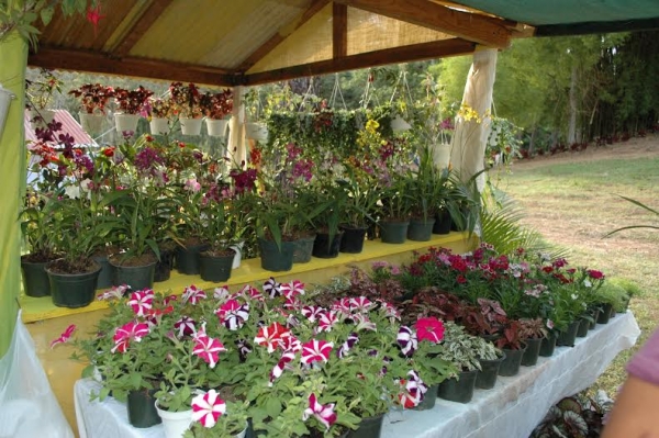 Jarabacoa inició el Quinto Festival de las Flores