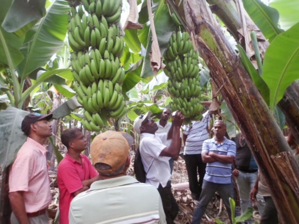 Afirman aumenta producción de banano de Neyba
