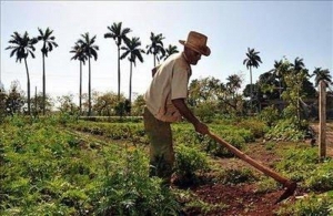  Instituto Agrario Dominicano quitará tierras a quienes no producen