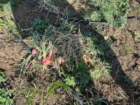 El dirigente político sostuvo que esta es una situación que se da todos los años, es conocida por el Gobierno central, a quien atribuyó la responsabilidad a través del Ministerio de Agricultura de proveer semillas a los productores para que vuelvan a comenzar e instalarles un sistema de bombeo de agua para evitar que se pierdan nueva vez.