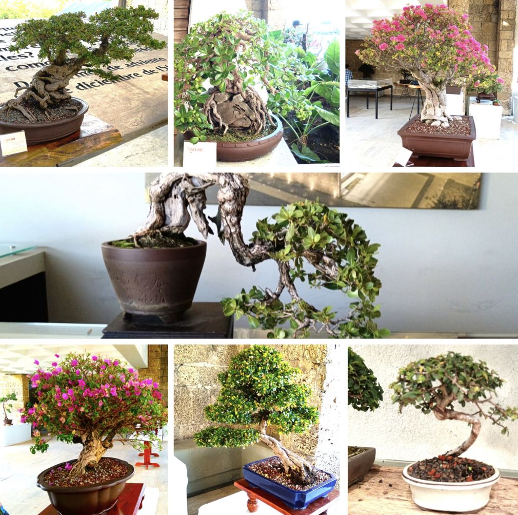 Ejemplos de bonsais que conformaron la exposición con motivo de celebrarse en el país el XIV Congreso Internacional del Bonsai y el Suiseki, en el Monumento Fray Antón de Montesinos.