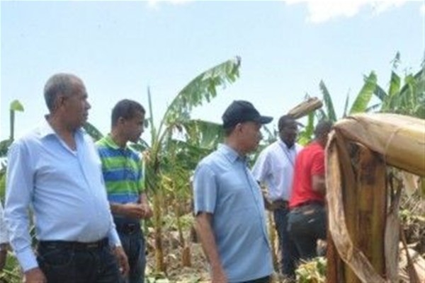 IAD rehabilitará plantaciones de cultivos