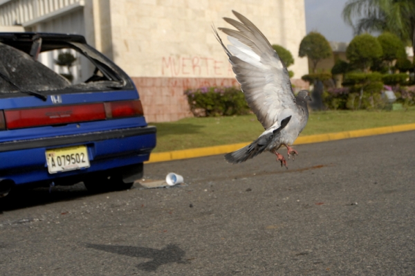 Una paloma mientras volaba en el campus de la UASD, la mañana después de haber sido intervenida por la Policía Nacional.
