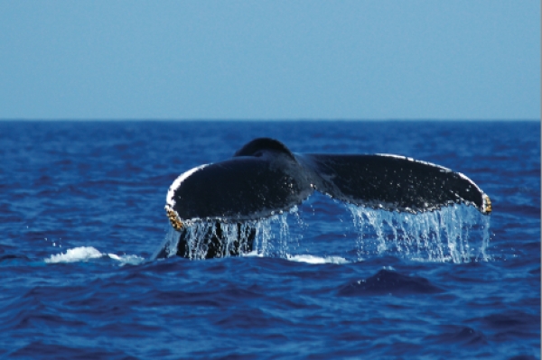 Cola de ballena sumergida en el agua