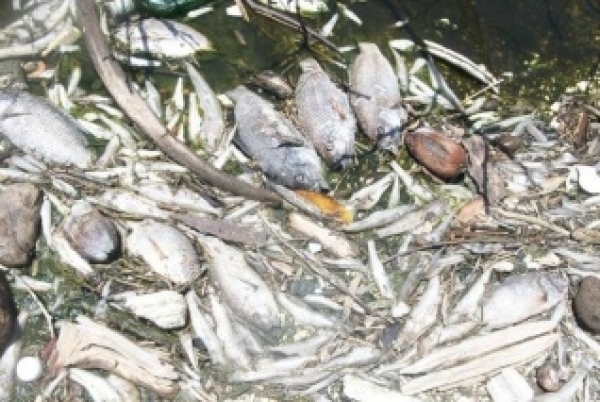 Denuncian pesca indiscriminada en Lago Enriquillo