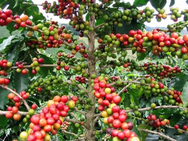 Eliminan enfermedades en 40 mil tareas cultivadas de café en Barahona